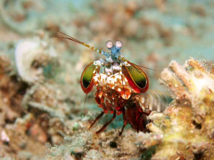Ultra-Tough Mantis Shrimp Claws Could Lead to Better Body Armor