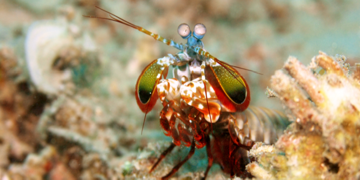 Ultra-Tough Mantis Shrimp Claws Could Lead to Better Body Armor