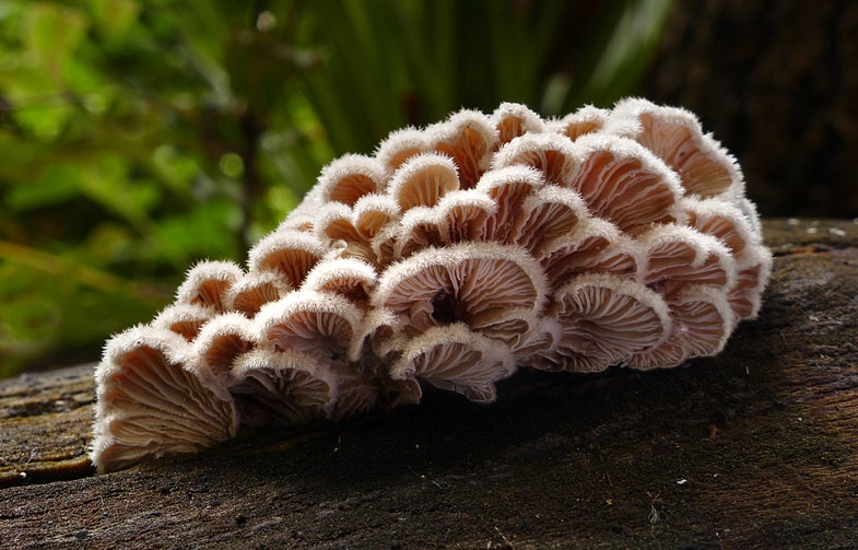 This fungus has over 23,000 sexes and no qualms about it