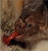 vampire bat tongue out