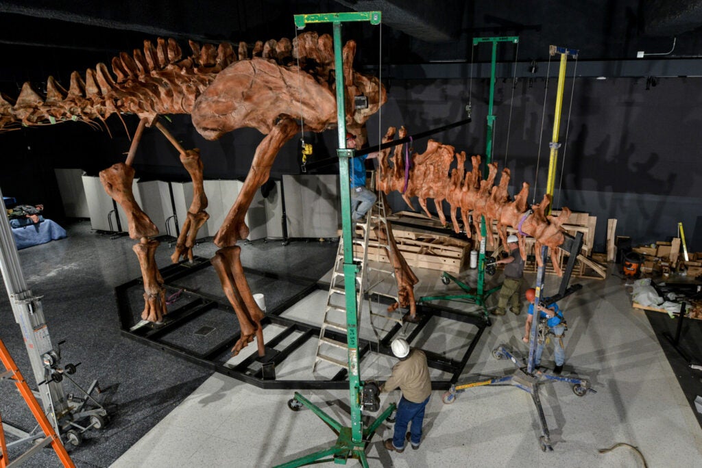 Research Casting International (RCI) installs the titanosaur cast in the Miriam and Ira D. Wallach Orientation Center at the American Museum of Natural History.