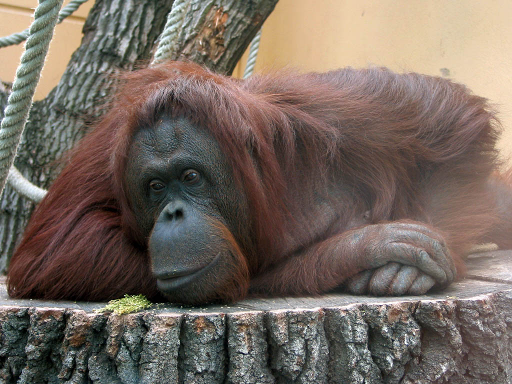Great Apes Might Experience Mid-Life Crises Just Like Humans