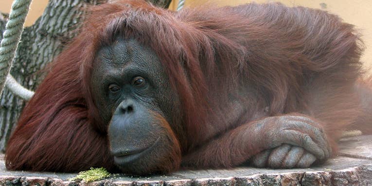 Great Apes Might Experience Mid-Life Crises Just Like Humans
