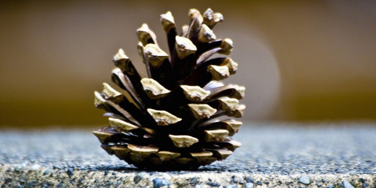 Pinecones could help make buildings more energy efficient