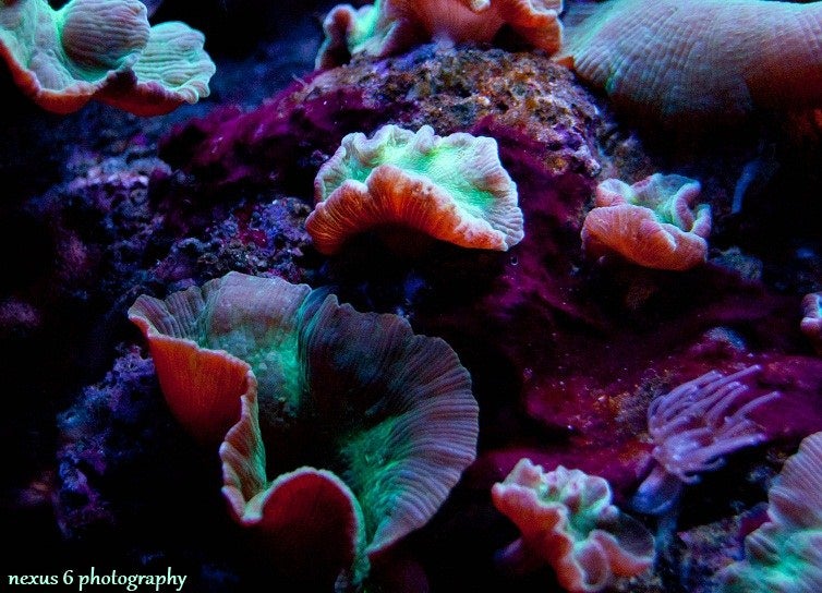 Swarms of Scottish Robots Will Find and Heal Damaged Coral