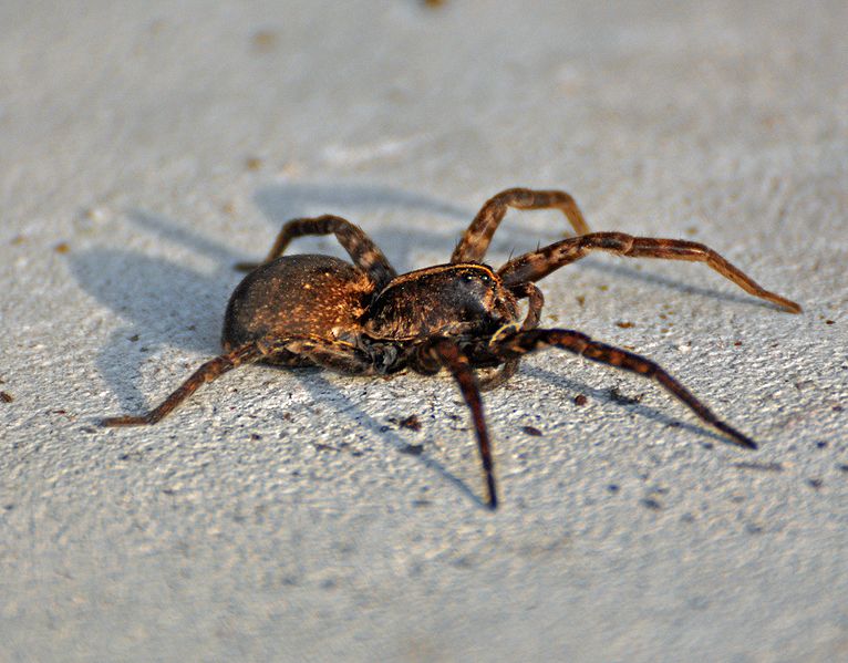 Male Wolf Spiders Swipe Other Males’ Dance Moves