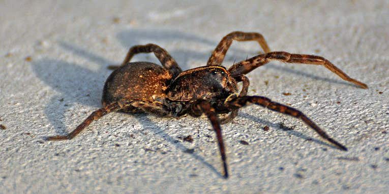 Male Wolf Spiders Swipe Other Males’ Dance Moves