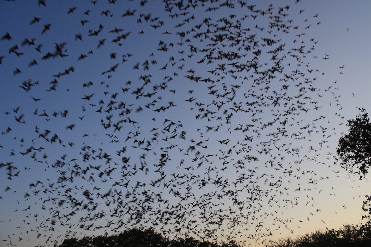 To Save Birds And Bats, Create Wildlife Refuges In The Sky