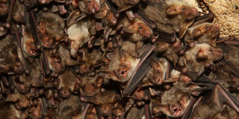 Bats’ echolocation has one major blind spot