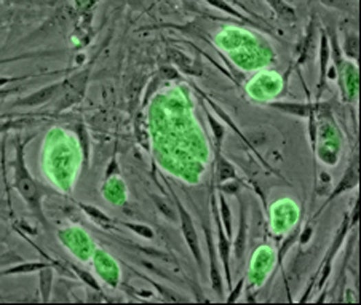 Stem Cells photo