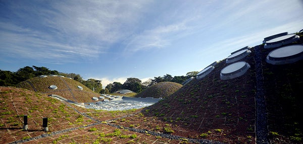 Planted with nine local species, the 2.5-acre roof is the largest swath of native vegetation in San Francisco.