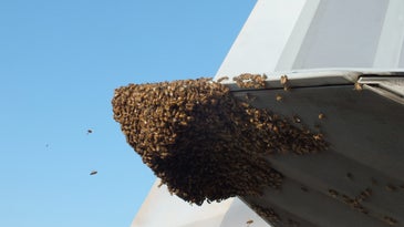 Bees On An F-22