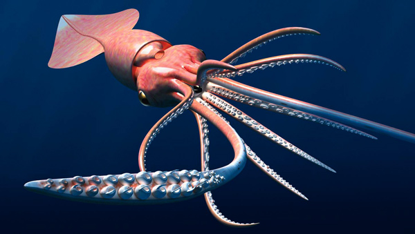 Colossal Squid Revealed