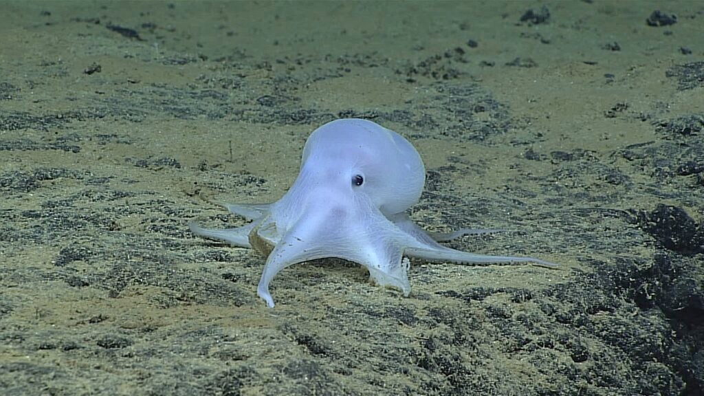 Ghost Octopus