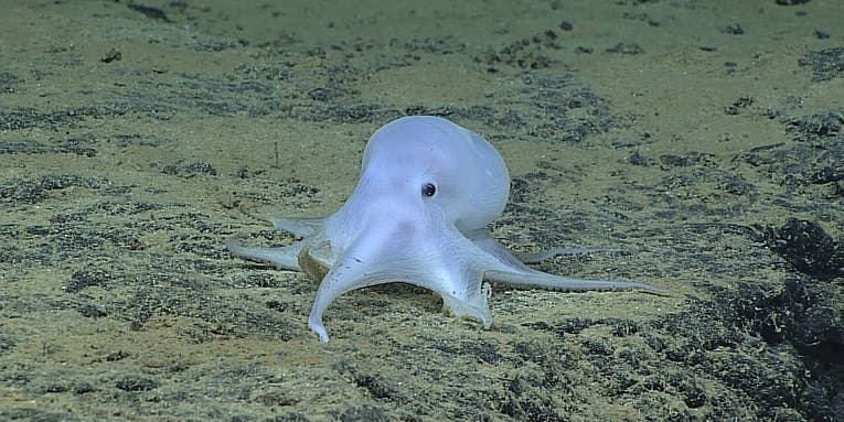 Aww and Awe At Unknown Species Of Ghostly Octopus