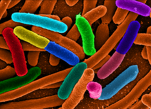 Biostorage Scheme Turns E. Coli Bacteria into Hard Drives