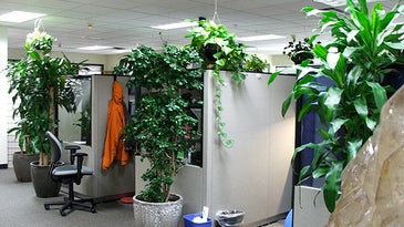 5 Things: Make Your Office More Eco-Friendly