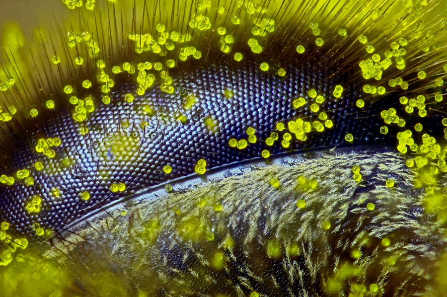 This image of the eye of a honeybee (<em>Apis mellifera</em>) covered in dandelion pollen took first place in Nikon's <a href="http://www.nikonsmallworld.com/">2015 Small World Photomicography Competition</a>, beating out more than 2,000 entries. The contest invites people to submit images of anything visible under a microscope. See more of this year's stunning images <a href="https://www.popsci.com/microscopic-world-motion/">here</a>.