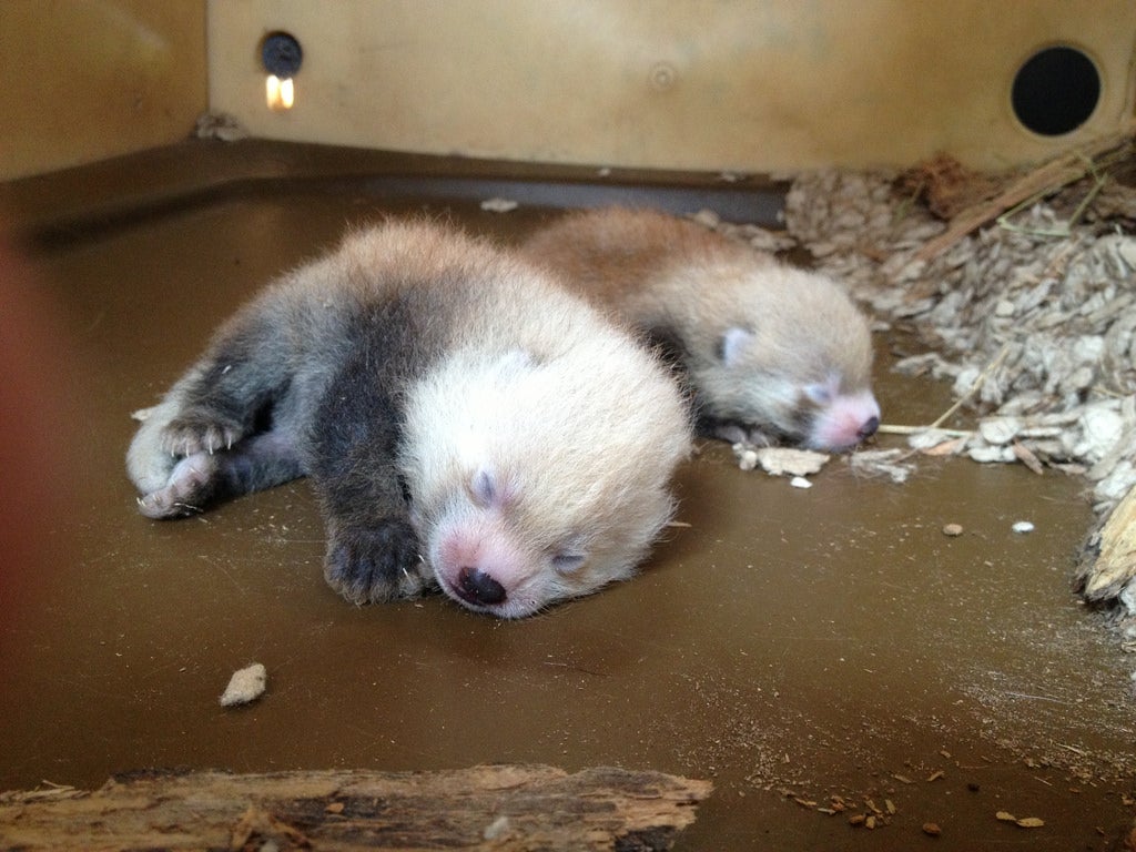 These cubs are red pandas (<em>Ailurus fulgens</em>), not the black-and-white giant pandas (<em>Ailuropoda melanoleuca</em>) that may be more familiar to zoo-goers. Did you guess? Red pandas are native to Nepal, China and Burma (Myanmar).