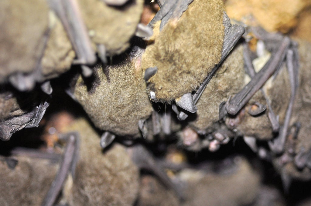 These gray bats live in Montgomery County, Tenn., where white-nose syndrome was first detected this spring. You can see some of the fungus on the face of the foreground bat. Gray bats in Montgomery County have a brand-new artificial cave where they can hibernate for the winter, if they choose to use it.
