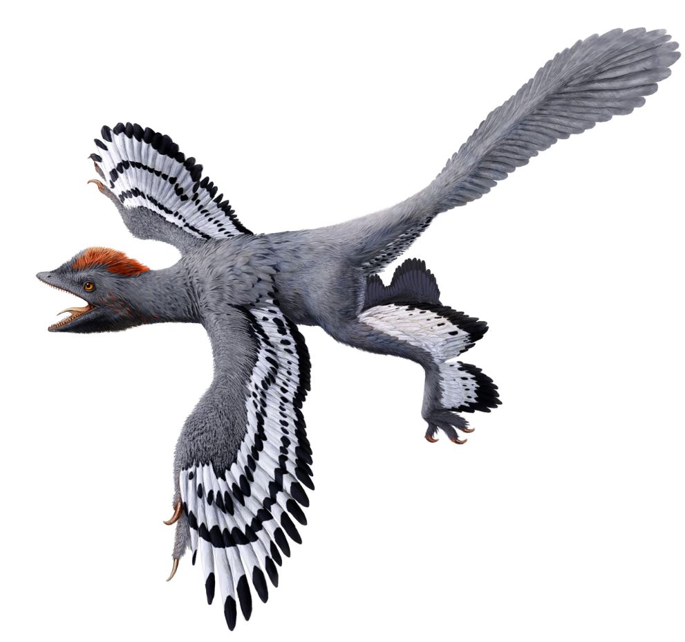 Lasers reveal the secrets of a feathered dinosaur fossil