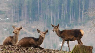 Female elk are practically bulletproof by age 9