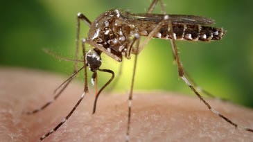 You could get both Zika and chikungunya from one stupid mosquito bite