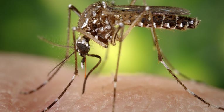 You could get both Zika and chikungunya from one stupid mosquito bite