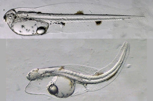 Image shows a normal yellowfin tuna larva soon after hatching, top; and a larva exposed to Deepwater Horizon crude oil during embryonic development, bottom. The oil-exposed larva has fluid accumulation from heart failure and poor growth from finds and eyes.