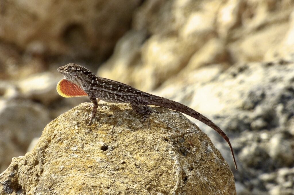 a brown lizard on a rock