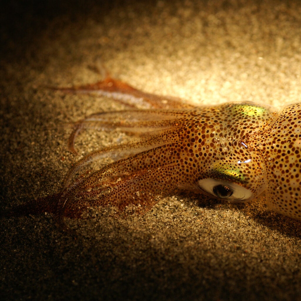 <em>Octopoteuthis deletron</em> isn't picky. Combing through ROV video footage of the cephalopods taken over the last two decades, researchers found evidence of same-sex mating behaviors just as often as opposite-sex mating. For these invertebrates, observed 1,300 to 2,600 feet below the surface, mating means shooting a packet of sperm-containing sacs onto a partner. Sperm enters through the skin and is stored inside the female's body until fertilization. Of the 39 squid whose sex could be identified on the videos, nine males and 10 females had sperm sacs attached to their bodies. But the finding doesn't make some male squid gay or bi, lead author Hendrik Hoving <a href="http://www.nytimes.com/2011/09/21/science/21squid.html">told</a> the <em>New York Times.</em> Rather than preferring males over females, or seeking out both equally, the squid simply take a literal shot in the dark in hopes of scoring a viable mate. aApparently, the costs involved in losing sperm to another male are smaller than the costs of developing sex discrimination and courtship, or of not mating at all,a the study authors wrote. (The pictured squid is not <em>O. deletron.</em>)