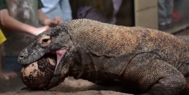 Smaug The Komodo Dragon Gets A Prosthetic Leg