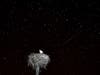 Meteor shower over the night sky with a stork sitting in its nest