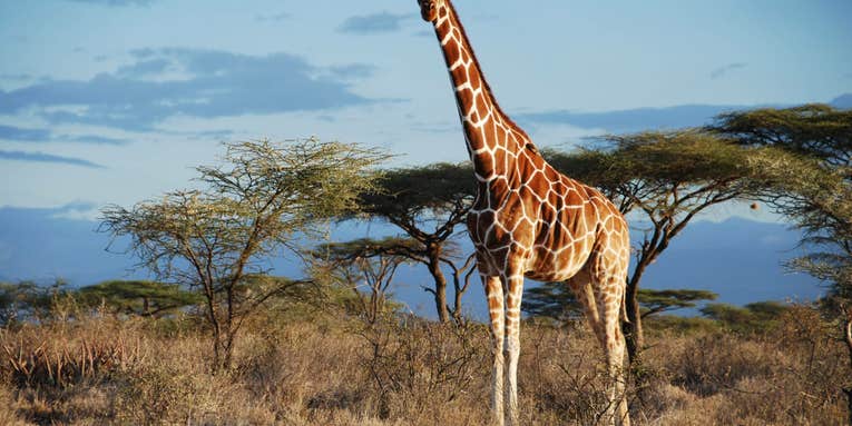 There May Be Four Species Of Giraffe, Not Just One