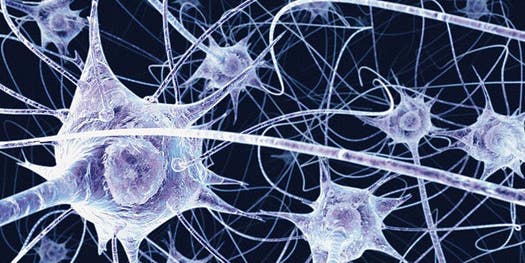 Silicon Chips Wired With Nerve Cells Could Enable New Brain/Machine Interfaces
