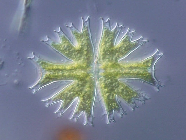 A microscopic, transparent algae cell imaged with differential interference contrast microscopy.
