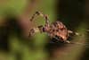 Orb-Weaving Garden Spider