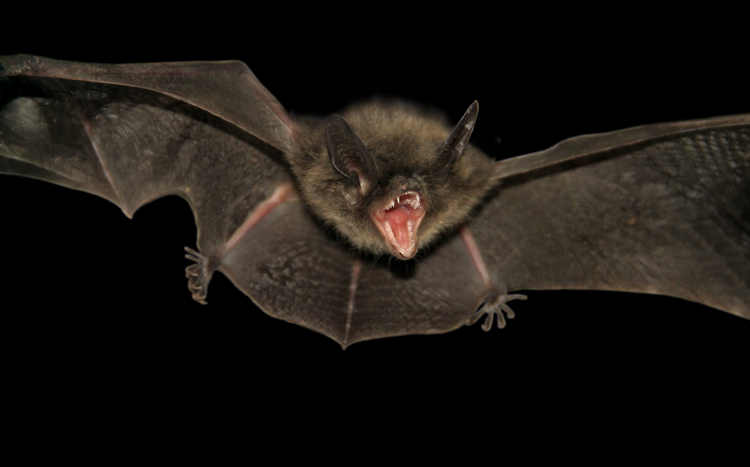 David's myotis, a tiny insectivorous bat native to China, was one of two bat species selected for comparative whole-genome analysis.