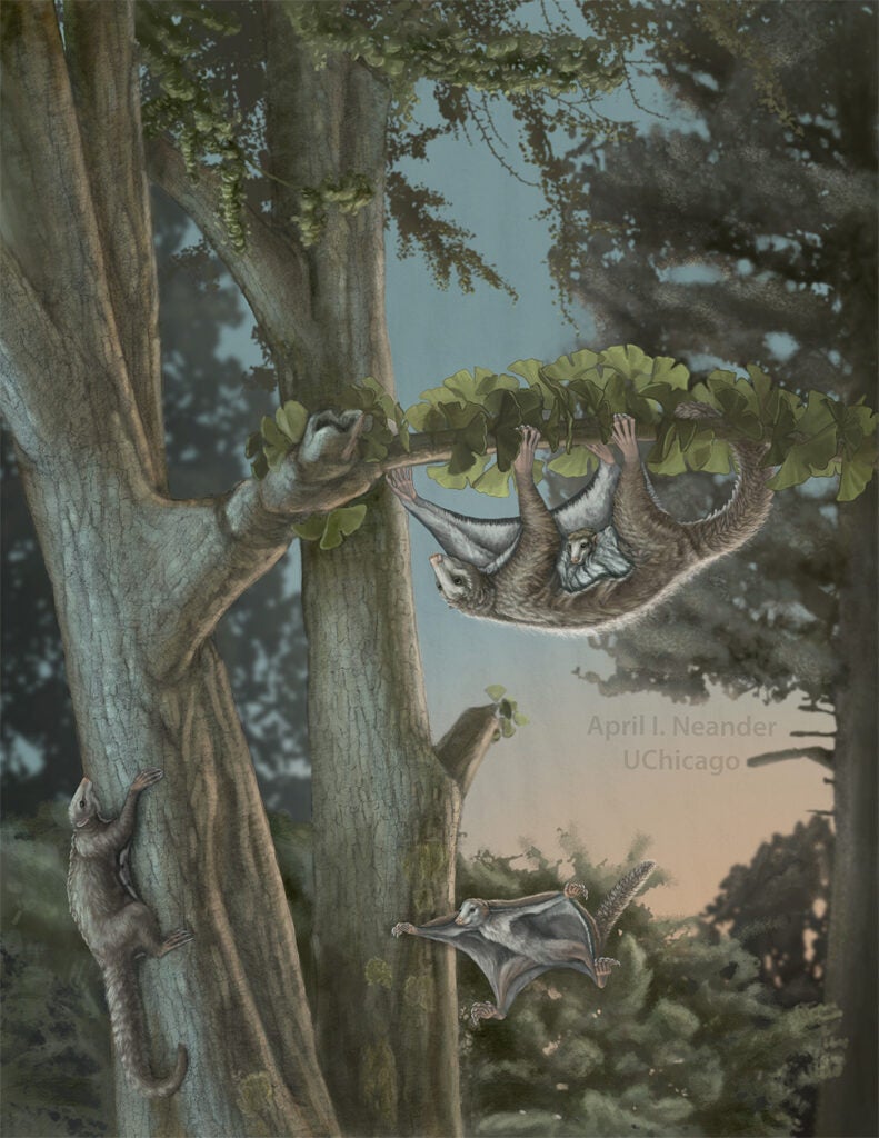 First winged mammals climbing on trees