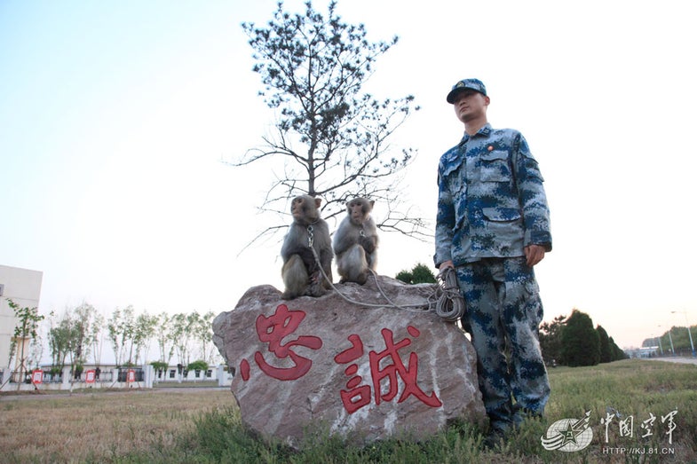 The Air Force monkeys and their handler stand at attention, before going on to dismantle treetop birds nests to keep the avian swarms from crashing into nearby aircraft.