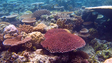 There’s still time for us to save the Great Barrier Reef