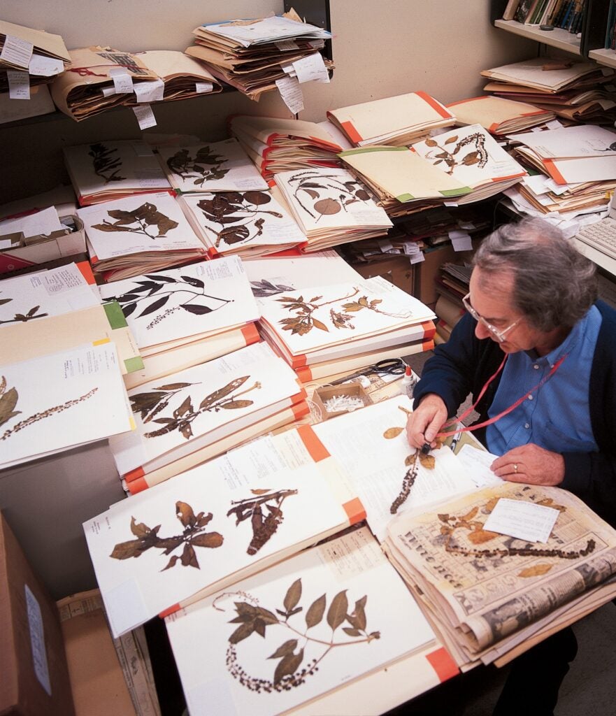 Curatorial assistant Ron Liesner sorts a collection of dried plants. Liesner focuses on Mesoamerican and South American plants.