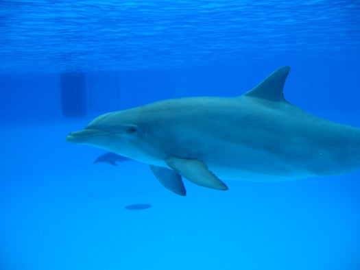 Among marine mammals, dolphins, whales, seals, seal lions, walruses and manatees all practice frequent same-sex genital play. "The lives of male bottlenose dolphins are characterized by extensive bisexuality, combined with periods of exclusive homosexuality," writes Canadian biologist Bruce Bagemihl in <em>Biological Exuberance: Animal Homosexuality and Natural Diversity.</em> Males of this species form lifelong same-sex pair bonds around the age of 10, and don't father calves with females until they are 20- to 25-years-old. Male couplings may strengthen alliances between small groups of bottlenose dolphin male and provide practice for later opposite-sex encounters. Both males and females stimulate same-sex partners using their snouts, flippers, flukes and genitals, and males -- which have genital slits -- have been observed having genital and anal sex with each other. In captivity, male river dolphins sometimes even partake in blowhole penetration, with the older animal, if there is an age difference, on top.