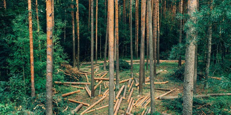 We Could Be Making Many Household Products From Wood, Not Oil
