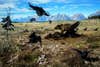 While a human presence proliferates around the world, parts of the Yellowstone region are wilder than theyâve been in a century. Grizzlies are spreading their range, for example. Here, a bear in Grand Teton National Park fends off ravens from a bison carc