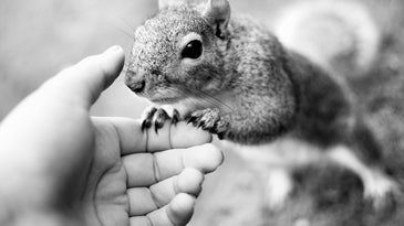 Of Squirrels and Men: How We Moved Squirrels Into Our Cities
