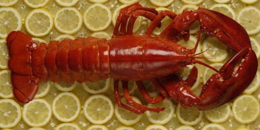 FYI: Why Does Lobster Turn Red When You Cook It?