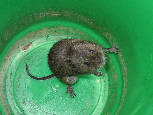 Breaking Up is Hard to Do (Especially When You’re a Vole)