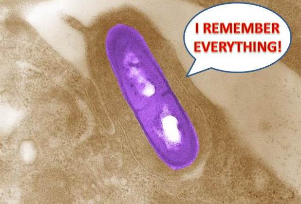 The Mechanism Of Microbial Memory
