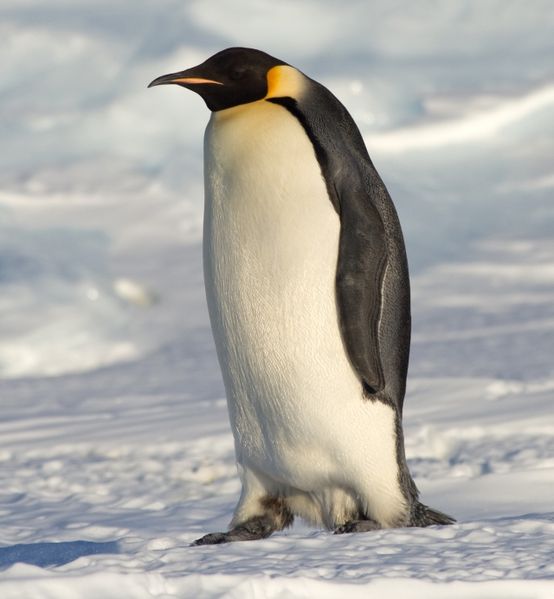 Diminishing Days for Emperor Penguins